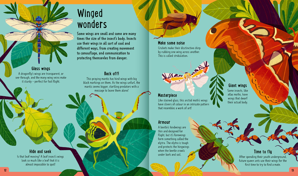 Book pages about different insect wings
