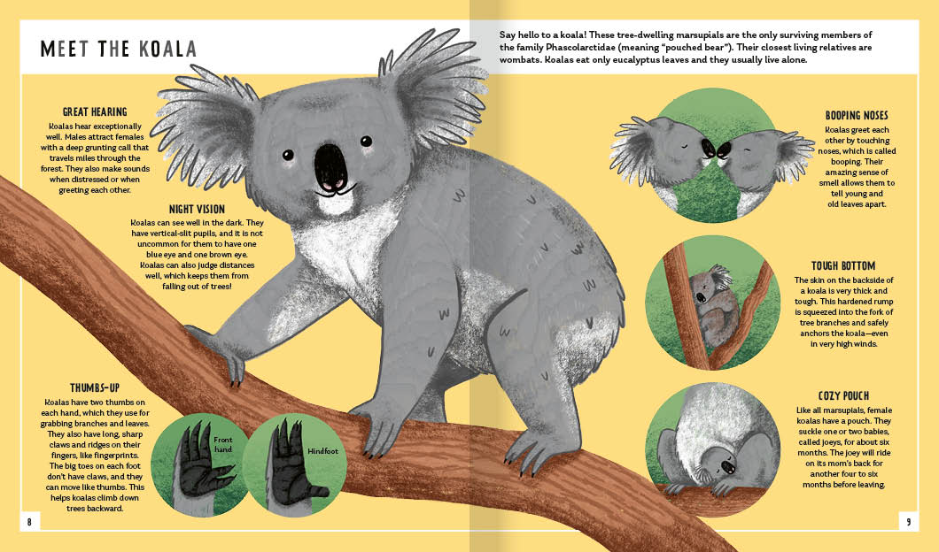 Koala-ty facts about koalas, Cleveland Zoological Society