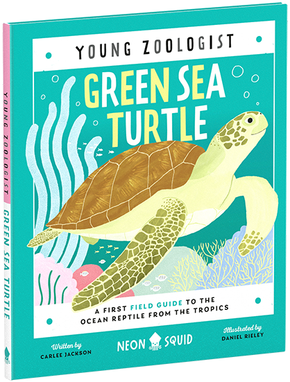S23-YZ-Green-sea-turtle-US
