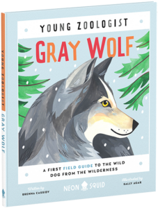 Book cover titled "young zoologist: gray wolf", featuring an illustrated gray wolf among green pine branches. text notes it as a field guide by neon squid, written by brenna cassidy and illustrated by sally agar.