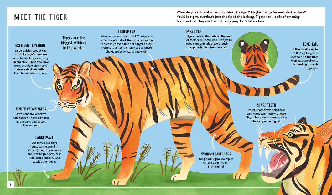 Why tigers have stripes •