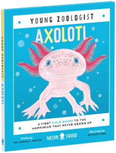 Illustration of a book titled "Young Zoologist: Axolotl" with a cute, stylized axolotl on the cover surrounded by water bubbles. The book is authored by Dr. Jessica L. Whited and illustrated by Bethany Lord.